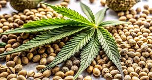 Discover the Best Deals on Cheap Cannabis Seeds