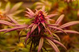 Discover the Best Deals on Cheap Cannabis Seeds